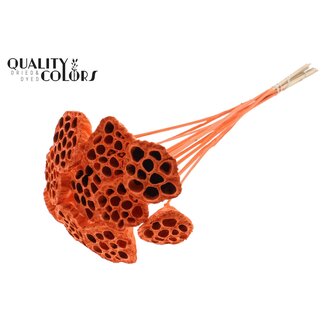 QC Dried Lotus Pods on Stick | Colour: Orange | Lotus Diameter 5 - 7 centimetres | Stick Length ± 50 centimetres | 10 sticks per bunch