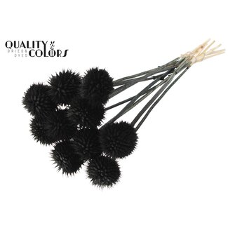 QC Leeuwenstaart op steel | Kleur: Zwart | Leonotis Leonurus Bijsteker | Lengte ± 50 centimeter | 10 bijstekers per bos | Per bos
