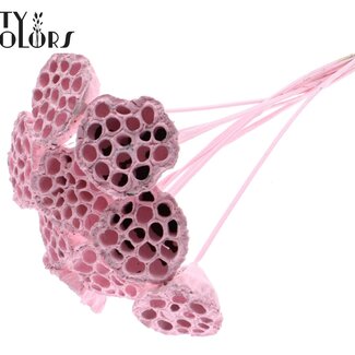 QC Dried Lotus Pods on Stick | Colour: Frosted Light Pink | Lotus Diameter 5 - 7 centimetres | Stick Length ± 50 centimetres | 10 sticks per bunch