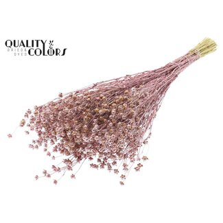 QC Gedroogd Lino Vlas | Kleur: Rood Metallic | Linum Droogbloemen | Lengte ± 50 centimeter | Gewicht 150 gram | Per bos