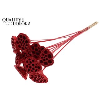 QC Gedroogde Lotus Peulen op stok | Kleur: Rood | Diameter Lotus 5 - 7 centimeter | Lengte bijsteker ± 50 centimeter | 10 bijstekers per bos