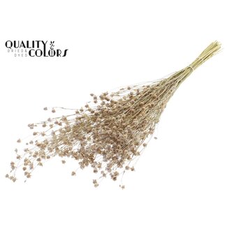 QC Gedroogd Lino Vlas | Kleur: Frosted Naturelle Wit | Linum Droogbloemen | Lengte ± 50 centimeter | Gewicht 150 gram | Per bos
