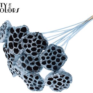 QC Dried Lotus Pods on Stick | Colour: Blue Metallic | Lotus Diameter 5 - 7 centimetres | Stick Length ± 50 centimetres | 10 sticks per bunch