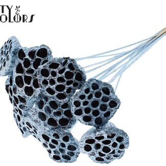 QC Getrocknete Lotusfruchtstände auf Stiel | Farbe: Blau Metallic | Durchmesser Lotus 5 - 7 Zentimeter | Länge Steckstab ± 50 Zentimeter | 10 Steckstäbe pro Bund