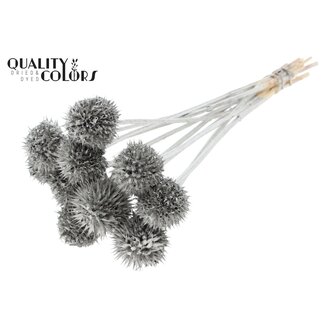 QC Leeuwenstaart op steel | Kleur: Platinakleurig | Leonotis Leonurus Bijsteker | Lengte ± 50 centimeter | 10 bijstekers per bos | Per bos