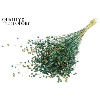QC Dried Lino Flax | Colour: Multicoloured Green | Linum Dried Flowers | Length ± 50 centimetres | Weight 150 grams | Per bunch