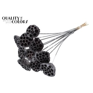 QC Gedroogde Lotus Peulen op stok | Kleur: Grafiet Grijs Metallic | Diameter Lotus 5 - 7 centimeter | Lengte bijsteker ± 50 centimeter | 10 bijstekers per bos