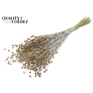 QC Getrockneter Lino Flachs | Farbe: Perlen Naturweiß | Linum Trockenblumen | Länge ± 50 Zentimeter | Gewicht 150 Gramm | Pro Bund