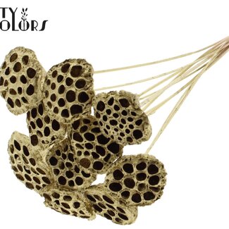 QC Dried Lotus Pods on Stick | Colour: Gold | Lotus Diameter 5 - 7 centimetres | Stick Length ± 50 centimetres | 10 sticks per bunch