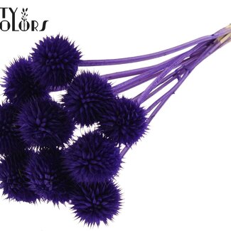 QC Lion's Tail on Stem | Colour: Purple | Leonotis Leonurus Insert Stick | Length ± 50 centimetres | 10 insert sticks per bunch | Per bunch