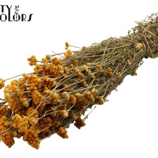QC Dried Lona | Colour: Natural Yellow | Lonas Annua Dried Flowers | Length ± 50 centimetres | Per bunch