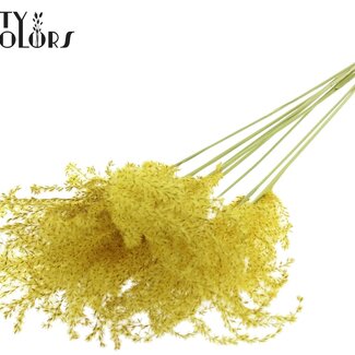 QC Plumes de Roseau Chinois Séchées | Couleur : Jaune | Fleurs Séchées de Miscanthus | Longueur ± 70 centimètres | 5 plumes par bouquet | Par bouquet