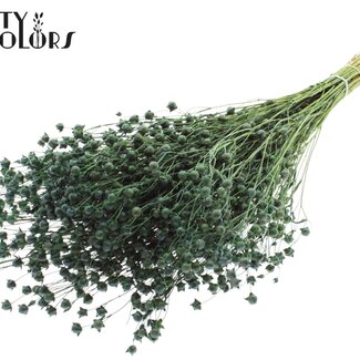 QC Getrockneter Lino Flachs | Farbe: Hellgrün | Linum Trockenblumen | Länge ± 50 Zentimeter | Gewicht 150 Gramm | Pro Bund