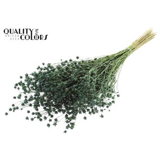 QC Gedroogd Lino Vlas | Kleur: Lichtgroen | Linum Droogbloemen | Lengte ± 50 centimeter | Gewicht 150 gram | Per bos