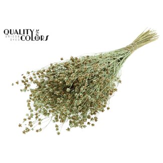 QC Gedroogd Lino Vlas | Kleur: Pearl Mintgroen | Linum Droogbloemen | Lengte ± 50 centimeter | Gewicht 150 gram | Per bos