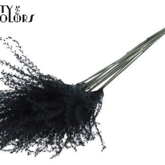 QC Getrocknete Chinaschilf Federn | Farbe: Schwarz | Miscanthus Trockenblumen | Länge ± 70 Zentimeter | 5 Federn pro Bund | Pro Bund