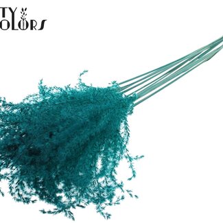 QC Dried Chinese Silver Grass Plumes | Colour: Turquoise | Miscanthus Dried Flowers | Length ± 70 centimetres | 5 plumes per bunch | Per bunch