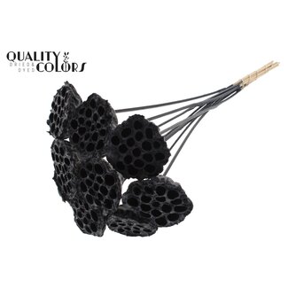 QC Getrocknete Lotus-Kapseln auf Stiel | Farbe: Schwarz | Durchmesser Lotus 5 - 7 Zentimeter | Länge des Steckers ± 50 Zentimeter | 10 Stecker pro Bund