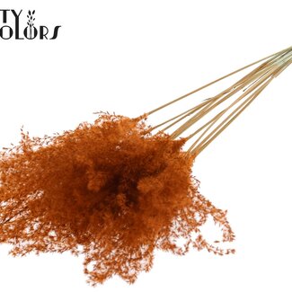 QC Plumes de Roseau Éblouissant Séché | Couleur : Terracotta | Fleurs Séchées de Miscanthus | Longueur ± 70 centimètres | 5 plumes par bouquet | Par bouquet