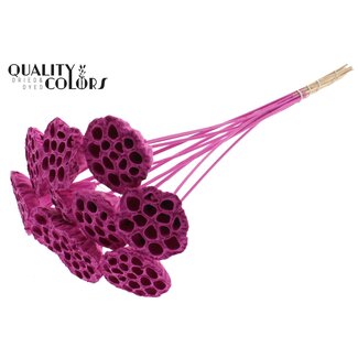 QC Gedroogde Lotus Peulen op stok | Kleur: Kerskleurig | Diameter Lotus 5 - 7 centimeter | Lengte bijsteker ± 50 centimeter | 10 bijstekers per bos