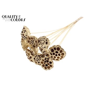 QC Gedroogde Lotus Peulen op stok | Kleur: Antiek Goudkleurig | Diameter Lotus 5 - 7 centimeter | Lengte bijsteker ± 50 centimeter | 10 bijstekers per bos