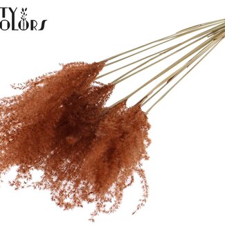 QC Gedroogde Prachtriet Pluimen | Kleur: Bruin | Miscanthus Droogbloemen | Lengte ± 70 centimeter | 5 pluimen per bos | Per bos