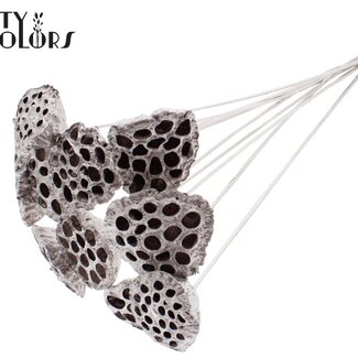 QC Lotus séchées sur tige | Couleur : Champagne | Diamètre du lotus 5 - 7 centimètres | Longueur du pique-fleur ± 50 centimètres | 10 piques-fleurs par bouquet