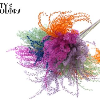 QC Gedroogde Prachtriet Pluimen | Neon Dusk | Kleur: Gemengde kleuren | Miscanthus Droogbloemen | Lengte ± 70 centimeter | 5 pluimen per bos | Per bos