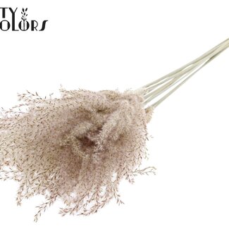 QC Gedroogde Prachtriet Pluimen | Kleur: Naturelle | Miscanthus Droogbloemen | Lengte ± 70 centimeter | 5 pluimen per bos | Per bos
