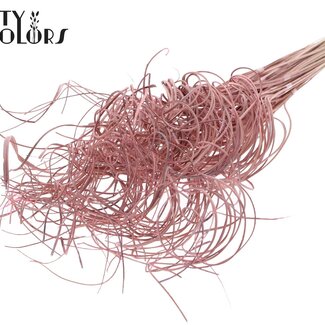 QC Feuille de Palmier Séchée Nerf | Curly Ting Ting | Couleur : Rose Clair Givré | Longueur ± 70 centimètres | 3 brindilles par bouquet | 33 bouquets par botte | Par botte