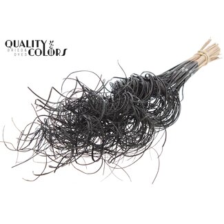 QC Dried Palm Leaf Rib | Curly Ting Ting | Colour: Black | Length ± 70 centimetres | 3 sprigs per bunch | 33 bunches per bouquet | Per bouquet