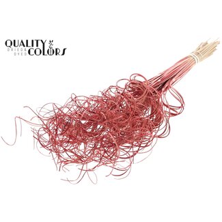 QC Gedroogd Palmblad Nerf | Curly Ting Ting | Kleur: Rood | Lengte ± 70 centimeter | 3 takjes per toefje | 33 toefjes per bos | Per bos