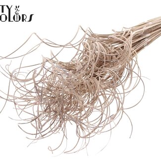 QC Feuille de Palmier Séchée Nerf | Curly Ting Ting | Couleur : Blanc Givré | Longueur ± 70 centimètres | 3 brindilles par bouquet | 33 bouquets par botte | Par botte