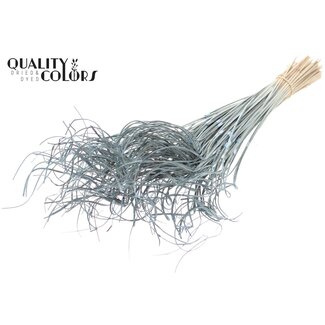 QC Dried Palm Leaf Vein | Curly Ting Ting | Colour: Frosted Light Blue | Length ± 70 centimetres | 3 sprigs per bunch | 33 bunches per bundle | Per bundle