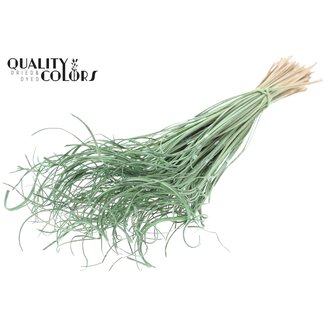 QC Dried Palm Leaf Vein | Curly Ting Ting | Colour: Frosted Mint Green | Length ± 70 centimetres | 3 sprigs per bunch | 33 bunches per bouquet | Per bouquet