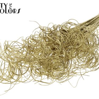 QC Dried Palm Leaf Vein | Curly Ting Ting | Colour: Gold | Length ± 70 centimetres | 3 twigs per bunch | 33 bunches per bouquet | Per bouquet
