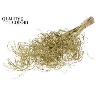 QC Dried Palm Leaf Vein | Curly Ting Ting | Colour: Gold | Length ± 70 centimetres | 3 twigs per bunch | 33 bunches per bouquet | Per bouquet