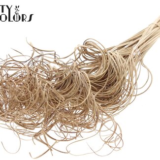 QC Feuille de Palmier Séchée Nerf | Curly Ting Ting | Couleur : Brun Naturel | Longueur ± 70 centimètres | 3 brindilles par bouquet | 33 bouquets par botte | Par botte