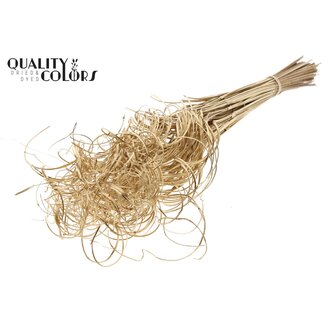 QC Dried Palm Leaf Vein | Curly Ting Ting | Colour: Antique Gold | Length ± 70 centimetres | 3 sprigs per bunch | 33 bunches per bouquet | Per bouquet