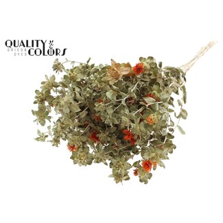 QC Gedroogde Carthamus | Kleur: Naturelle Oranje | Saffloer of Bidens Droogbloemen | Per bos
