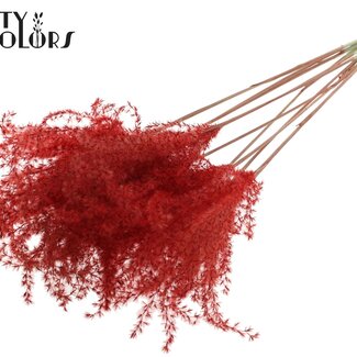 QC Dried Chinese Silver Grass Plumes | Colour: Red | Miscanthus Dried Flowers | Length ± 70 centimetres | 5 plumes per bunch | Per bunch