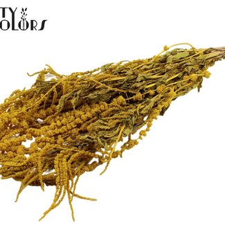 QC Dried Hanging Amaranthus | Colour: Yellow | Cat's Tail Dried Flowers | Length ± 70 centimetres | Per bunch