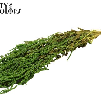 QC Getrockneter Hängeamaranthus | Farbe: Hellgrün | Katzenschwanz Trockenblumen | Länge ± 70 Zentimeter | Pro Bund