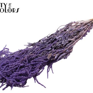 QC Gedroogde Hang Amaranthus | Kleur: Milkapaars | Kattenstaart Droogbloemen | Lengte ± 70 centimeter | Per bos