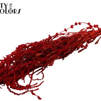 QC Dried Hanging Amaranthus | Colour: Red | Cat's Tail Dried Flowers | Length ± 70 centimetres | Per bunch