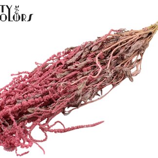 QC Getrockneter Hängeamaranth | Farbe: Rosa | Katzenschwanz Trockenblumen | Länge ± 70 Zentimeter | Pro Bund