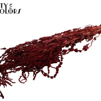 QC Dried Hanging Amaranthus | Colour: Burgundy | Cat Tail Dried Flowers | Length ± 70 centimetres | Per bunch