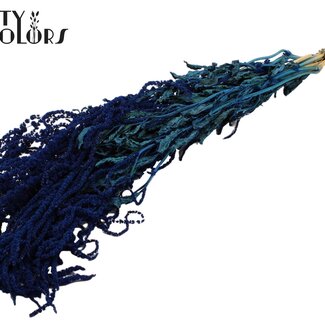 QC Amarante Suspendue Séchée | Couleur : Bleu Foncé | Fleurs Séchées Queue de Chat | Longueur ± 70 centimètres | Par bouquet