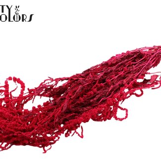 QC Dried Hanging Amaranthus | Colour: Cherry | Cat Tail Dried Flowers | Length ± 70 centimetres | Per bunch