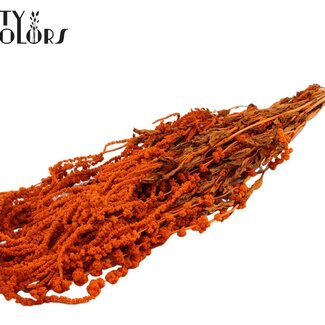 QC Gedroogde Hang Amaranthus | Kleur: Oranje | Kattenstaart Droogbloemen | Lengte ± 70 centimeter | Per bos